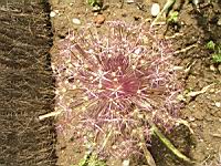 Allium Cristophii (fam. Liliacees) (Asie Centrale) (2) (Photo F. Mrugala)